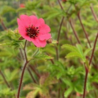 Potentilla nepalensis 'Miss Willmott'
